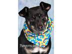 Adopt Pumpernickel (now Bob) a Miniature Pinscher / Shepherd (Unknown Type) /
