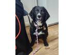Adopt Ariel a Black - with White Bernese Mountain Dog / Labradoodle dog in East