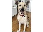 Adopt Vega a Tan/Yellow/Fawn Shiba Inu / Carolina Dog / Mixed dog in San Diego