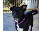 Adopt Blazer a Black - with White Pit Bull Terrier / Boxer dog in Aurora