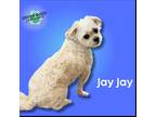 Adopt Jay Jay a White Bichon Frise dog in Troy, VA (41407695)