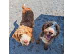 Adopt Loopy a Brown/Chocolate - with White Bernese Mountain Dog / Poodle