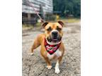 Adopt Cicely a Brown/Chocolate - with White Boxer / American Staffordshire