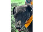 Adopt Fig a Black - with Gray or Silver Labrador Retriever / Labrador Retriever