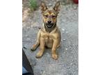 Adopt Big Red a Red/Golden/Orange/Chestnut - with Black Belgian Malinois /