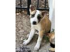 Adopt Eclipse a Red/Golden/Orange/Chestnut - with Black Belgian Malinois /