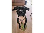 Adopt Scarlett a Black Pit Bull Terrier / Mixed Breed (Medium) dog in Amherst
