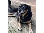 Adopt Minnie a Black - with Tan, Yellow or Fawn Australian Kelpie / Mixed Breed