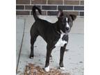 Adopt Harley a Brindle Pit Bull Terrier / Shepherd (Unknown Type) dog in