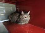 Adopt Fascia a Spotted Tabby/Leopard Spotted Domestic Mediumhair / Mixed cat in