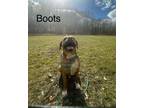 Adopt Boots a Brown/Chocolate Boxer / Beagle dog in Springdale, PA (41407596)