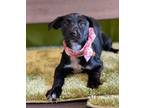 Adopt Remi a Black - with White Labrador Retriever / Hound (Unknown Type) /