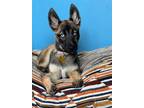 Adopt Blue a Tan/Yellow/Fawn - with Black Belgian Malinois / Husky / Mixed dog