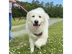 Adopt Shannon a Tan/Yellow/Fawn Great Pyrenees / Mixed Breed (Medium) dog in