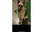 Adopt Draco a Black - with Tan, Yellow or Fawn German Shepherd Dog / Mixed dog
