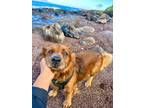 Adopt Buddy a Brown/Chocolate - with Black Corgi / Australian Terrier / Mixed