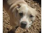 Adopt Ace 24 a American Staffordshire Terrier / Mixed dog in Brookhaven