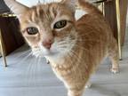 Adopt Lasagna a Orange or Red Tabby Domestic Mediumhair / Mixed (medium coat)
