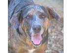 Adopt Pluto 24 a Catahoula Leopard Dog / Mixed dog in Brookhaven, MS (41125716)