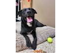 Adopt Cookie 40226 a Labrador Retriever / Mixed dog in Pocatello, ID (41405296)