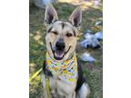 Adopt Barbie a German Shepherd Dog / Mixed dog in Darlington, SC (41117577)