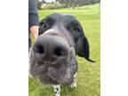 Adopt Aero a Black - with White German Shorthaired Pointer / Mixed dog in Menlo
