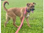 Adopt Leo a Boxer / Mixed dog in St. Francisville, LA (41239231)