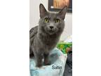 Adopt Satin a Gray or Blue Russian Blue (short coat) cat in Goodyear