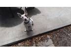 Adopt Piglet a White - with Brown or Chocolate Staffordshire Bull Terrier /