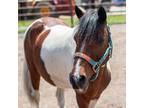 Adopt Homer a Pony - Other / Mixed horse in Des Moines, IA (41198841)