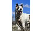 Adopt Ghost (in foster) a Red/Golden/Orange/Chestnut - with White Akita / Mixed