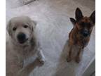 Adopt Stevie and Wally a Tan/Yellow/Fawn - with Black German Shepherd Dog /