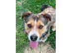 Adopt Tate a Black Basset Hound / Australian Cattle Dog / Mixed (short coat) dog