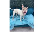 Adopt Helen Todd a American Pit Bull Terrier / Mixed dog in Fort Wayne