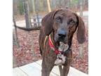 Adopt Dobby a Gray/Silver/Salt & Pepper - with White Plott Hound / Mixed dog in