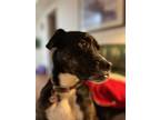Adopt Jazz a Brindle - with White Boxer / Mutt / Mixed dog in Bakersfield