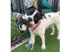 Adopt Halle Bailey a Boxer / Mixed dog in Raleigh, NC (40137256)