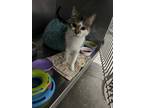 Adopt Yoko a Brown Tabby Domestic Shorthair (short coat) cat in Byron Center