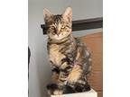 Adopt Kingston a Brown Tabby Domestic Shorthair (short coat) cat in Byron