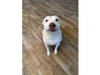 Adopt Bunny a Tan/Yellow/Fawn - with White American Pit Bull Terrier / American