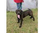 Adopt Travis a Black - with White Labrador Retriever / Mixed dog in Glenwood