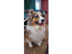 Adopt Ginny a Australian Shepherd / Corgi / Mixed dog in Denver, CO (41300878)