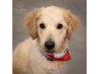 Adopt Toby a Red/Golden/Orange/Chestnut Aussiedoodle / Mixed dog in West