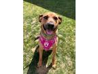 Adopt Maple a Tan/Yellow/Fawn - with Black Black Mouth Cur / Mixed dog in West