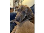 Adopt Stanley a Red/Golden/Orange/Chestnut - with White Chesapeake Bay Retriever