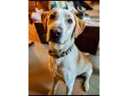 Adopt Apollo a Tan/Yellow/Fawn Catahoula Leopard Dog / Shepherd (Unknown Type) /