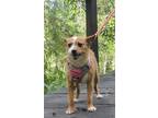 Adopt Frannie a Red/Golden/Orange/Chestnut - with White Jack Russell Terrier /