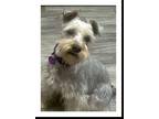 Adopt Lucy a Gray/Silver/Salt & Pepper - with White Schnauzer (Miniature) /