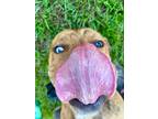Adopt Bluey a Catahoula Leopard Dog / Mixed Breed (Medium) / Mixed dog in