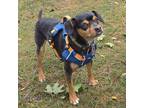 Adopt Pepper a Black - with Tan, Yellow or Fawn Miniature Pinscher / Mixed dog
